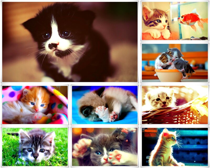 Kittens in Various Settings — White, Cute
