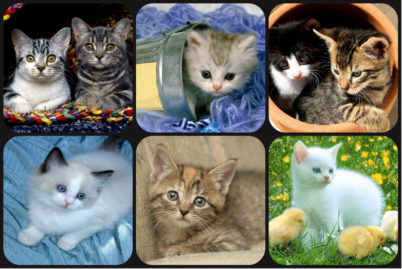 Kittens in Various Settings — White