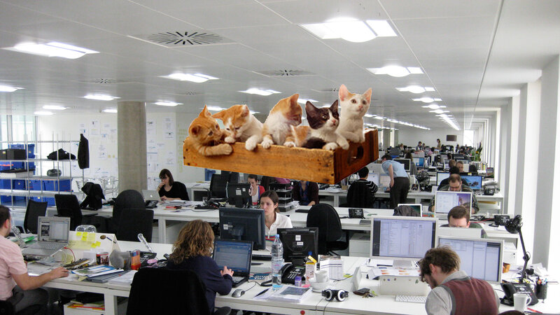 Kittens in Wooden Box