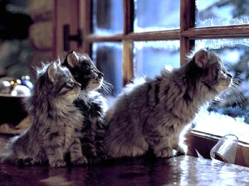 kittens looking out window