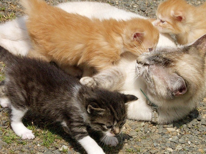 kittens nursing from mother