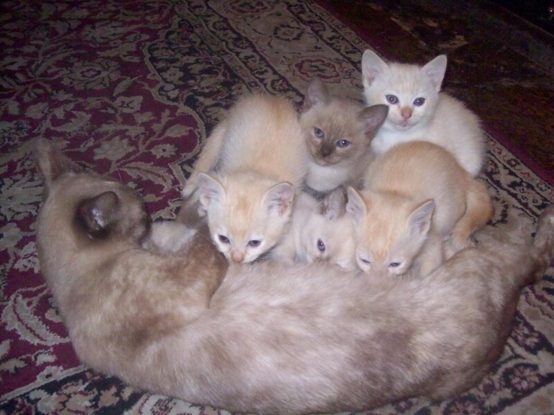 Kittens Nursing from Mother — Beige