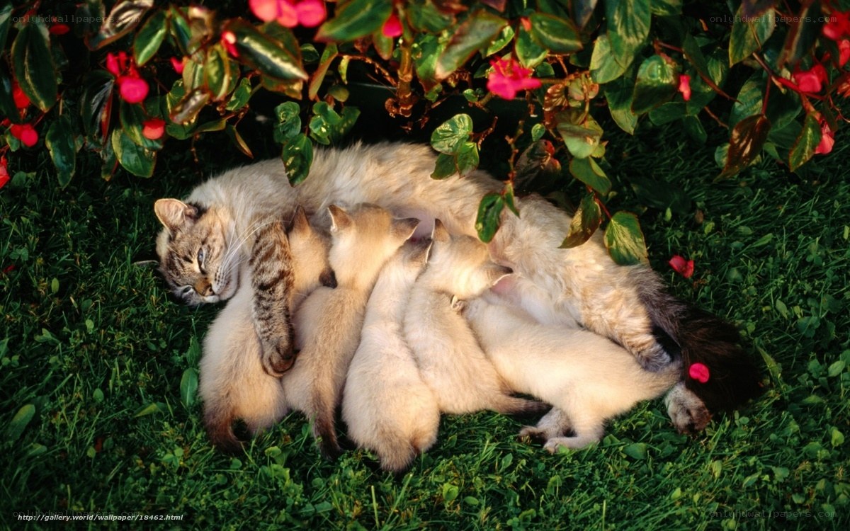 Kittens nursing from mother