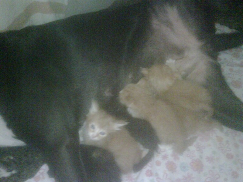 Kittens Nursing