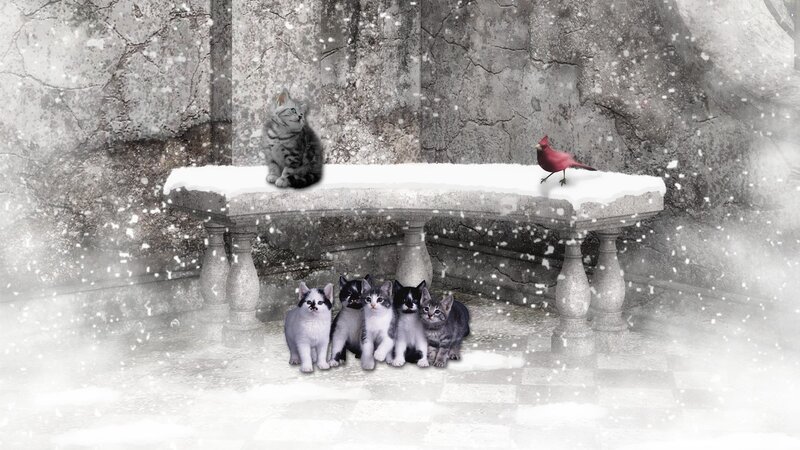 Kittens on a Bench — Gray