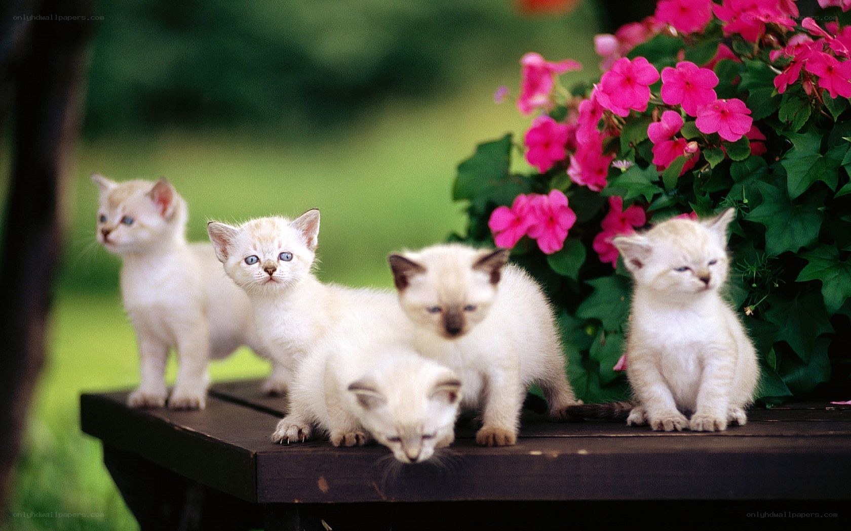 kittens on a bench with flowers