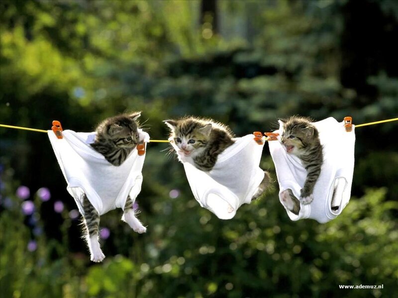 kittens on a clothesline