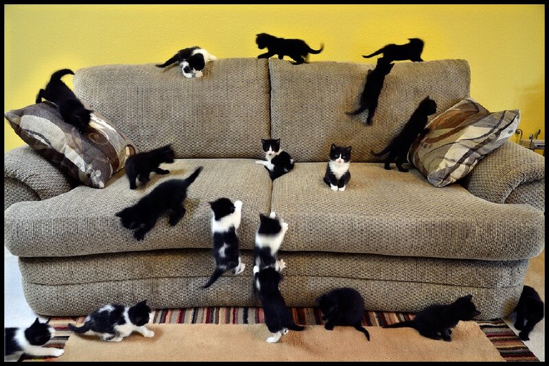Kittens on a Couch — Brown