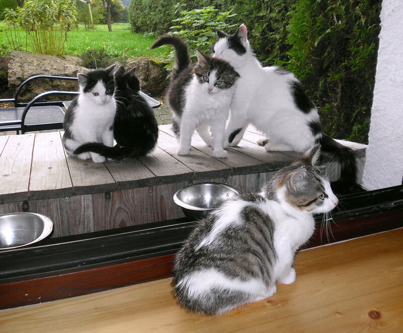Kittens on a Deck