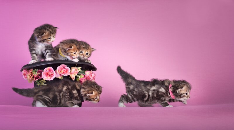 Kittens on a Hat
