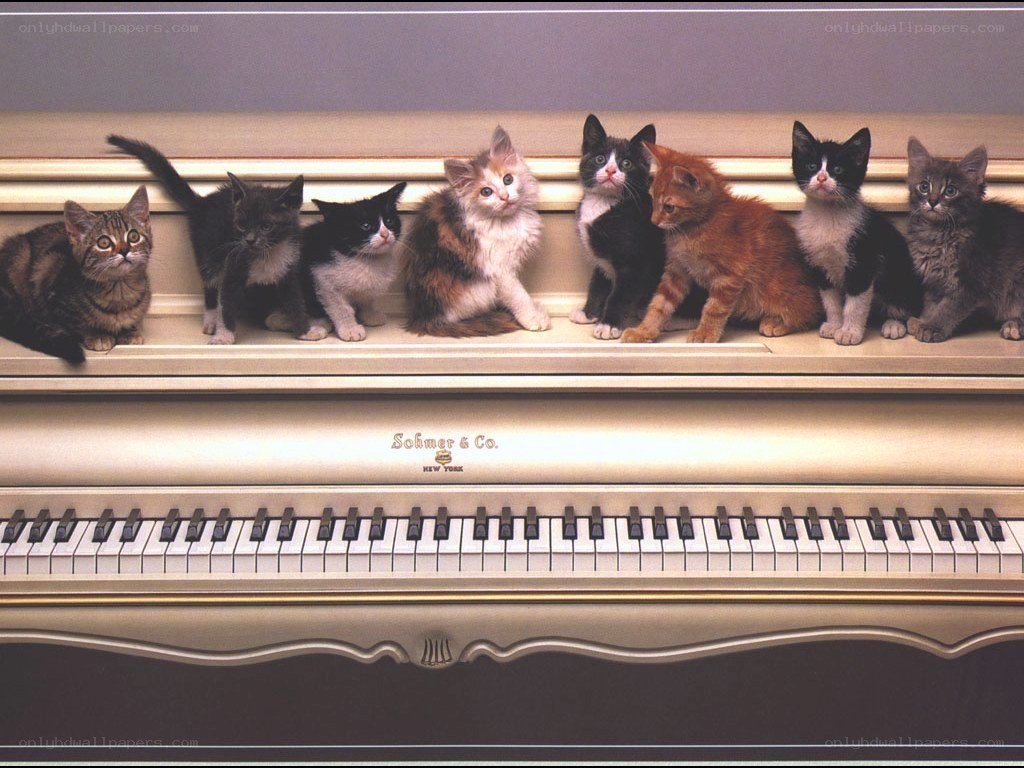 kittens on a piano