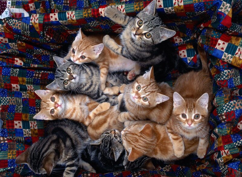 Kittens on a quilt