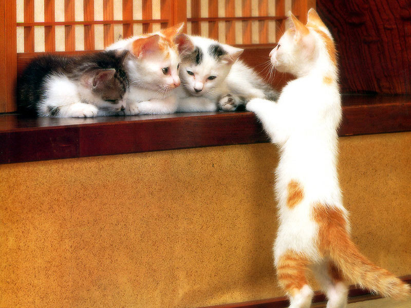 Kittens on a Shelf — White