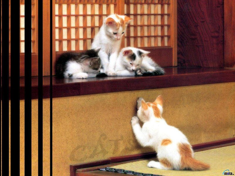 Kittens on a step
