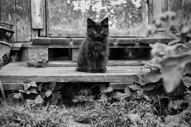 Kittens on a wooden porch