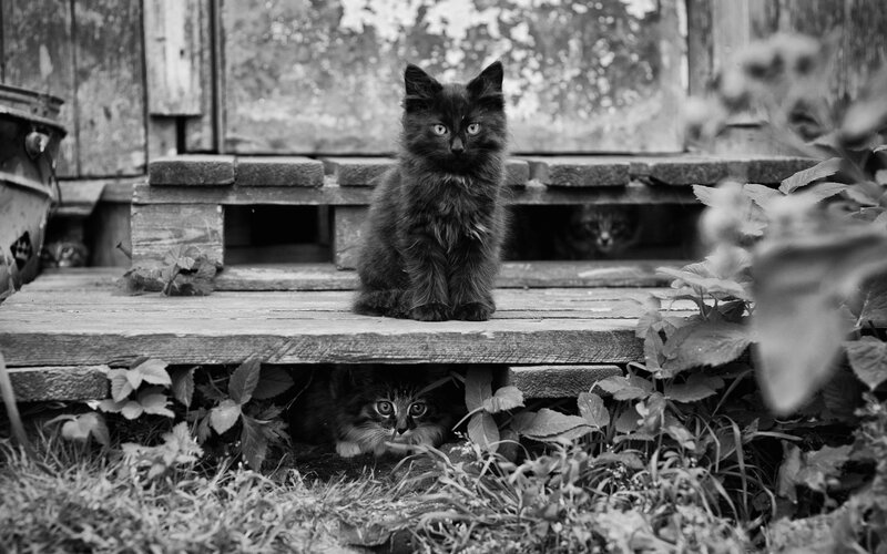 Kittens on a wooden porch