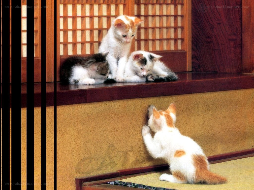 Kittens on a wooden step