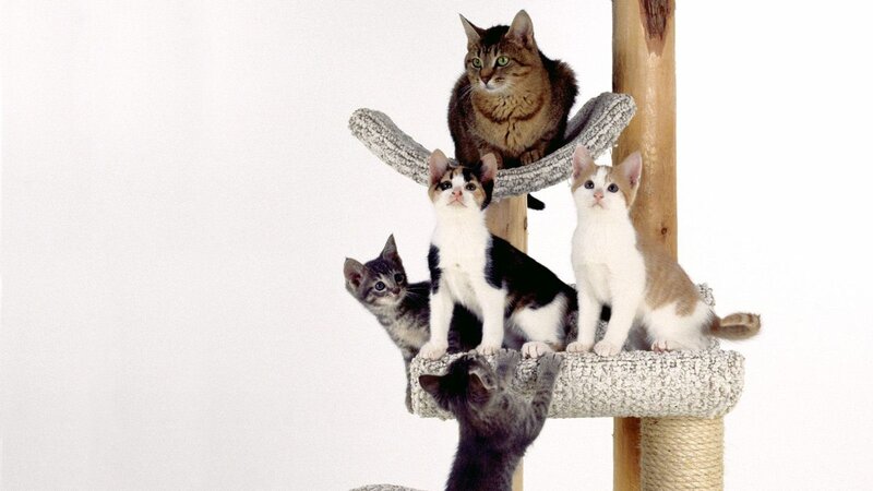 Kittens on Cat Tree — White