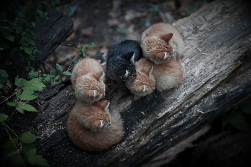 Kittens on Log