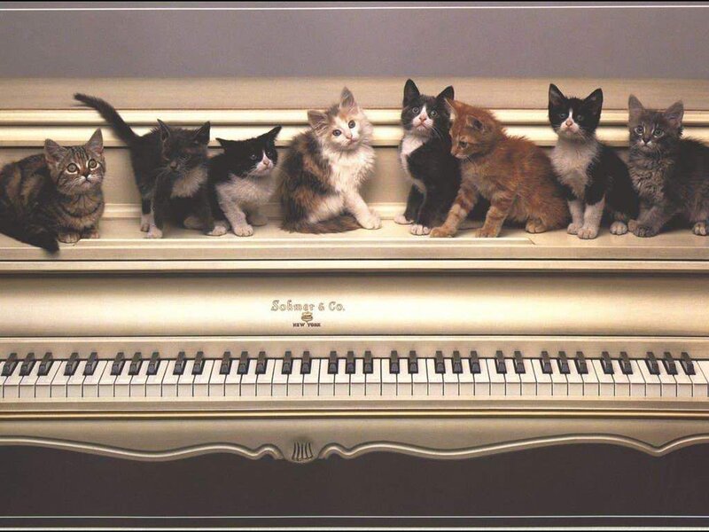 Kittens on Piano — White
