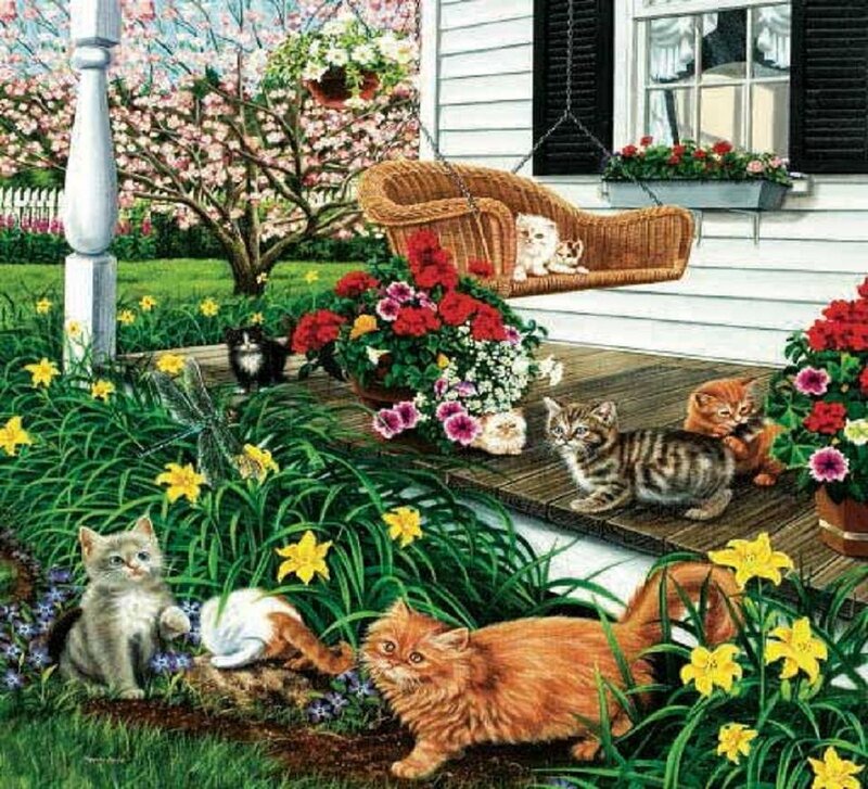 Kittens on Porch
