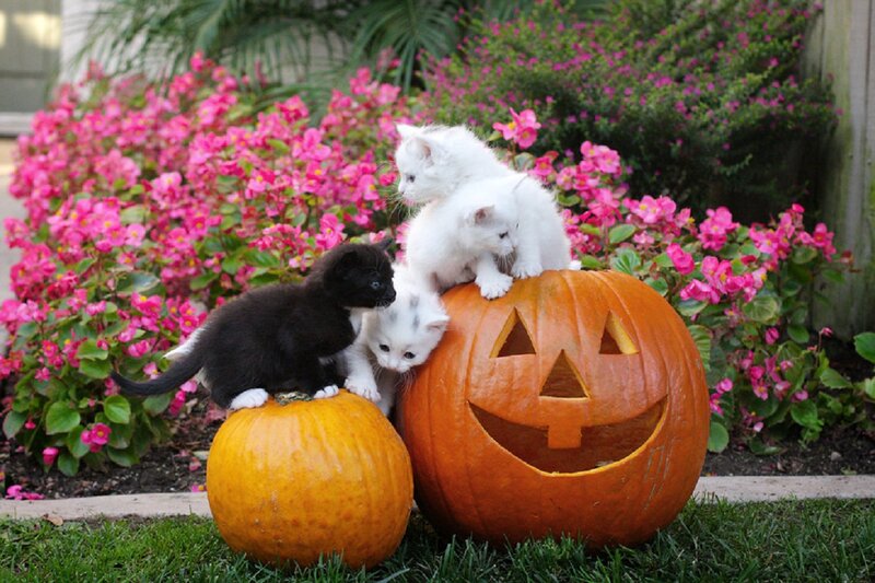 Kittens on Pumpkins