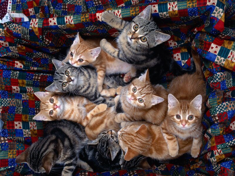 Kittens on Quilt — Blue, Curious, Photograph