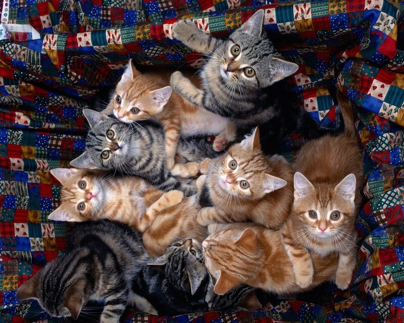 Kittens on Quilt — Brown