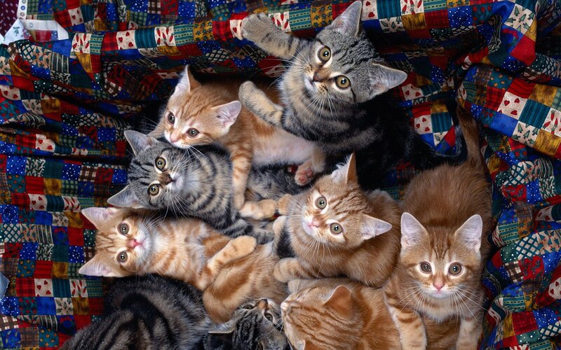 Kittens on Quilt