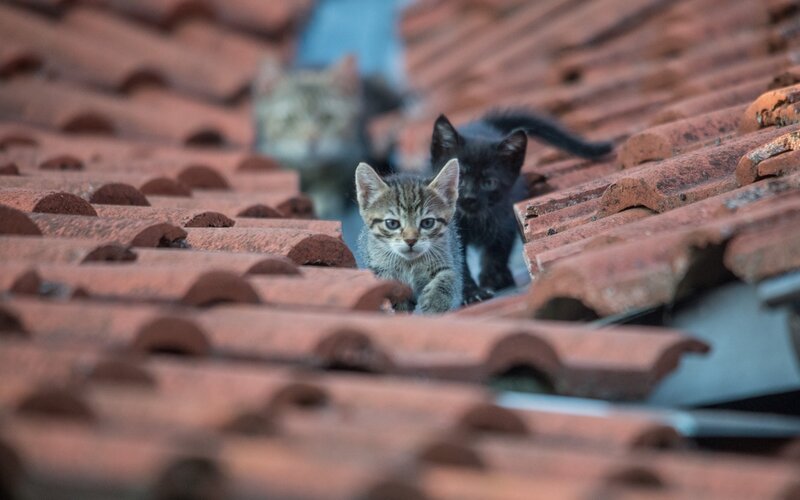 Kittens on Roof Tiles