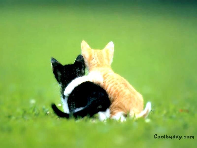 kittens on the grass