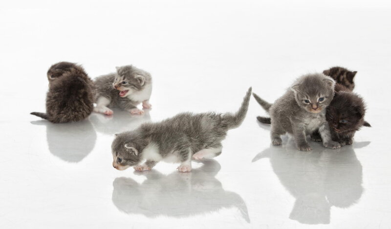 Kittens on White Surface