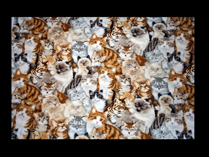 kittens pattern fabric