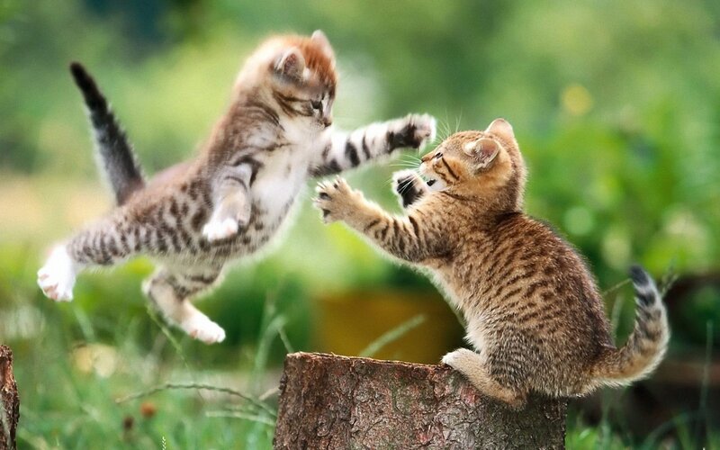 kittens play fighting