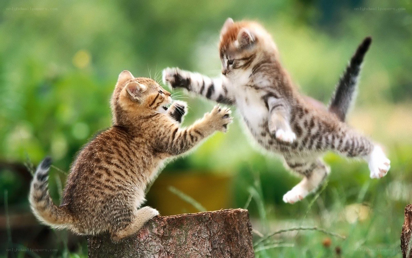 Kittens play-fighting in garden