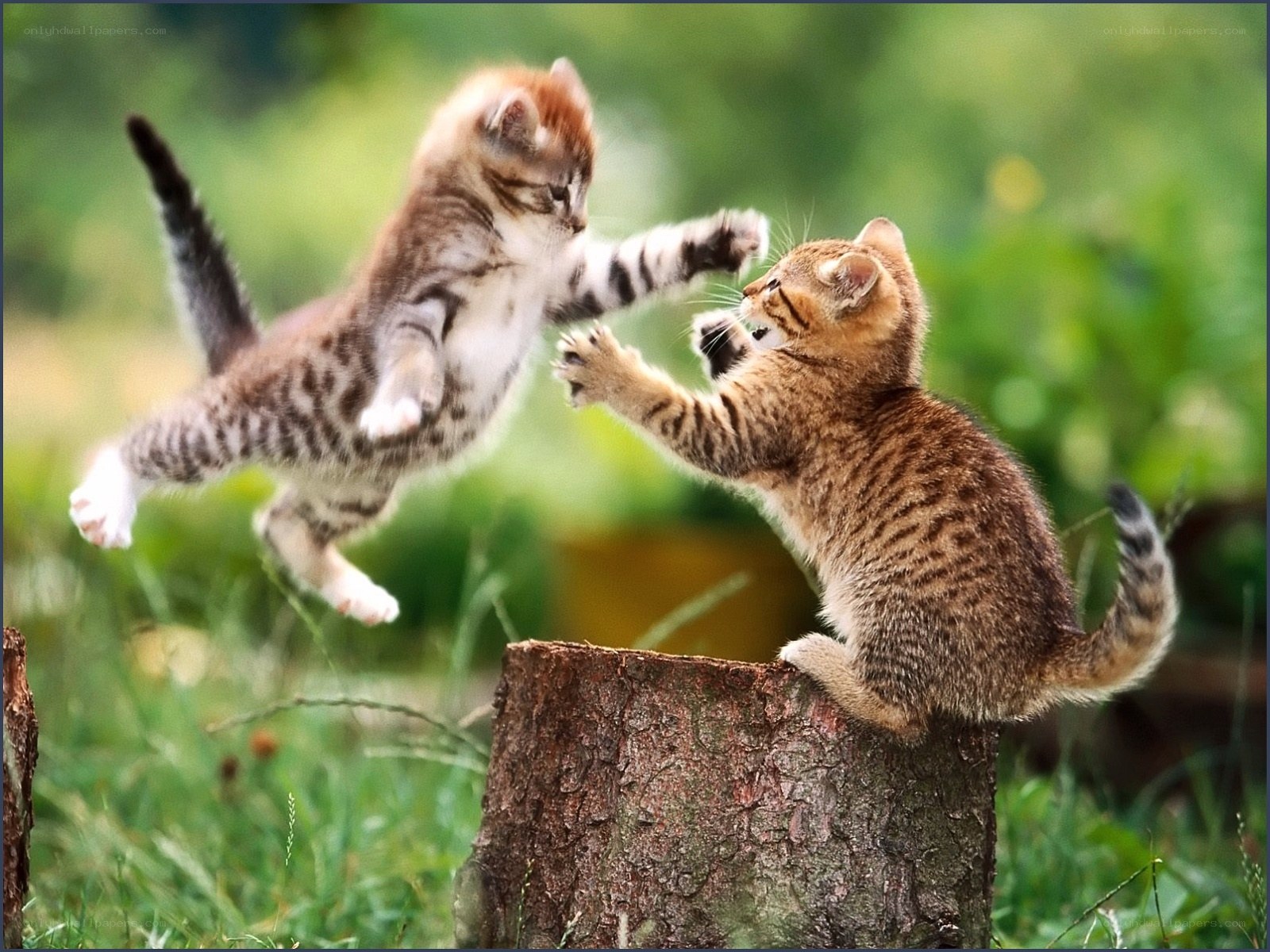 Kittens play-fighting in garden