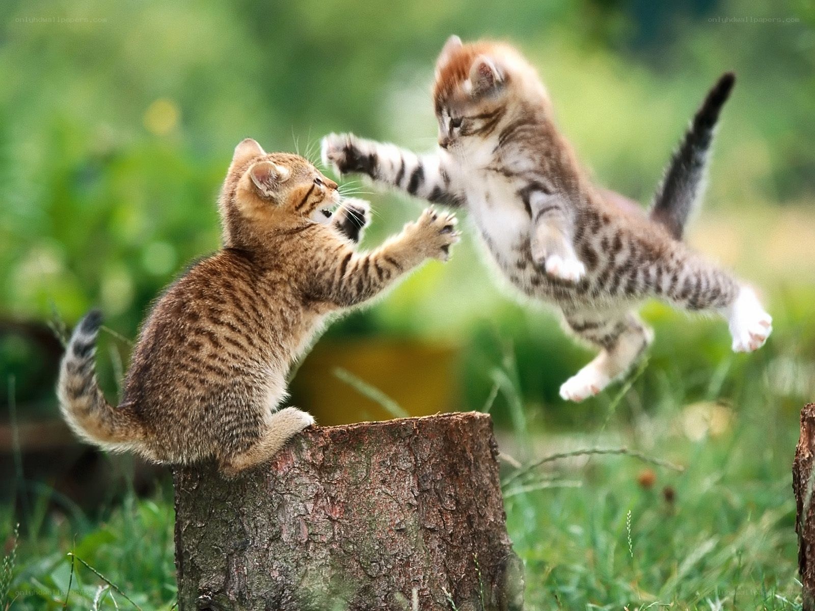 Kittens play-fighting on a stump