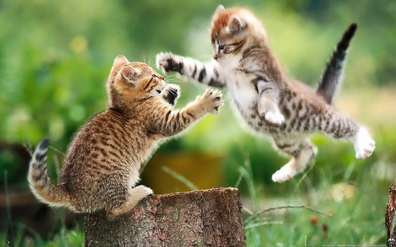 Kittens play fighting