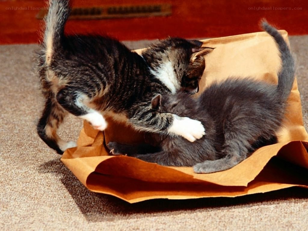 Kittens playing in a paper bag