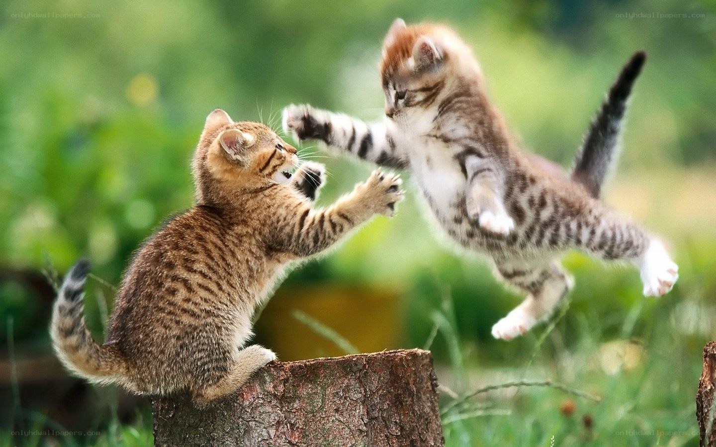 kittens playing in garden
