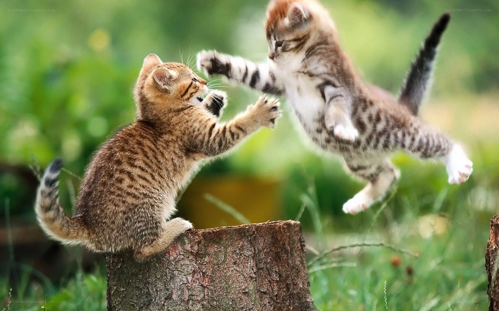 kittens playing in garden