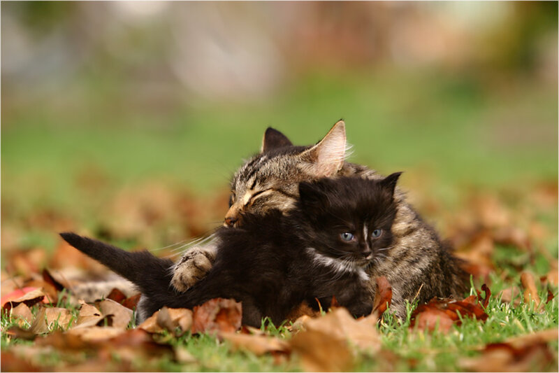 Kittens Playing in Leaves