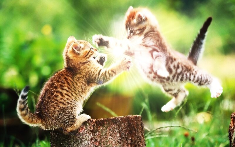 Kittens playing in sunlight