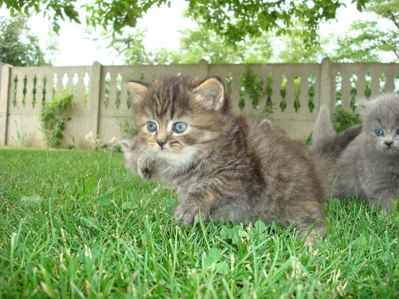 Kittens playing in the grass