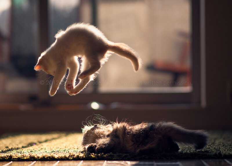 Kittens Playing Indoors — Brown