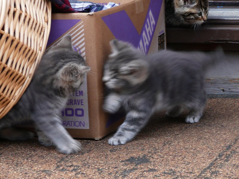 kittens playing near box