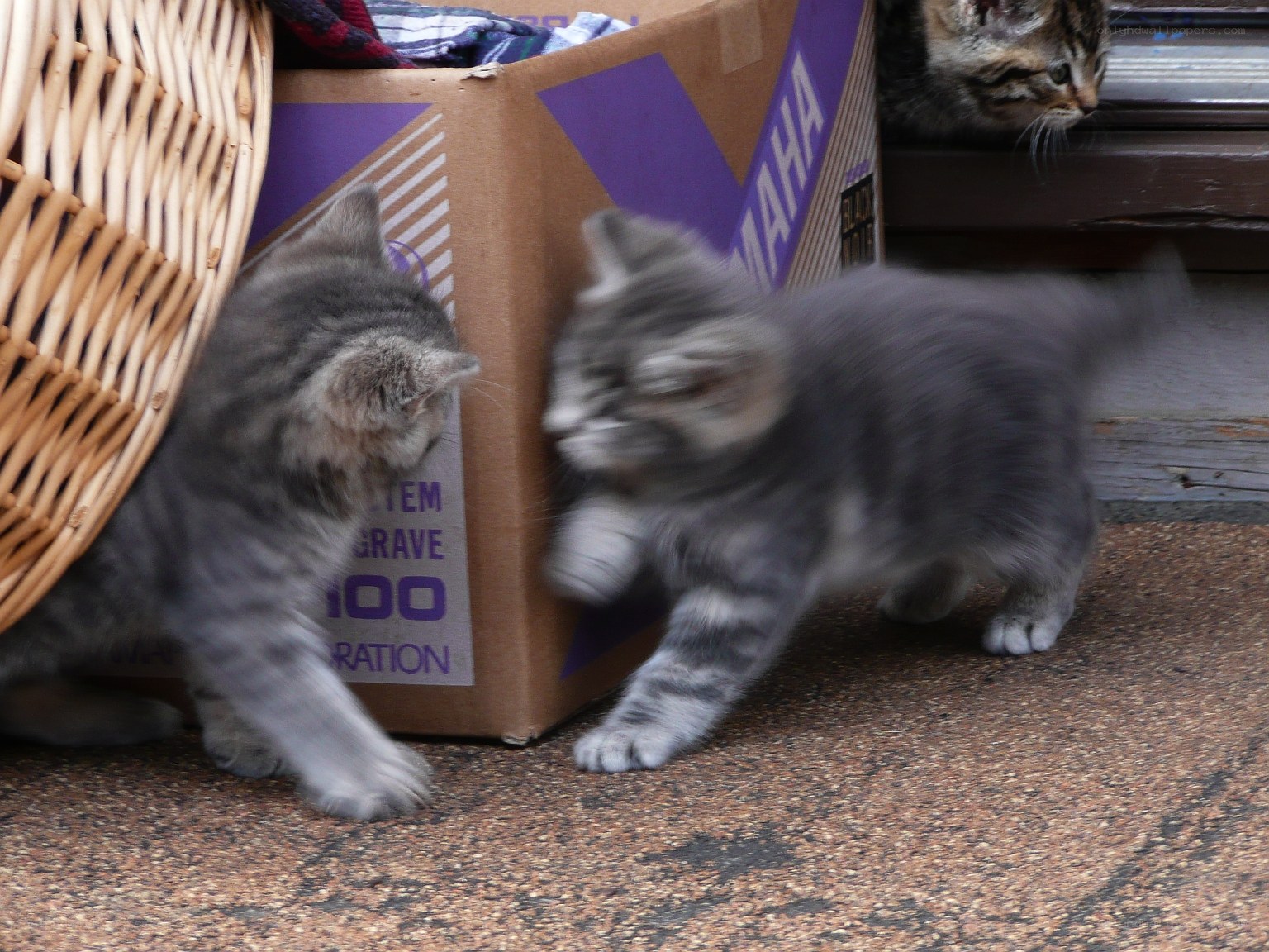 kittens playing near box