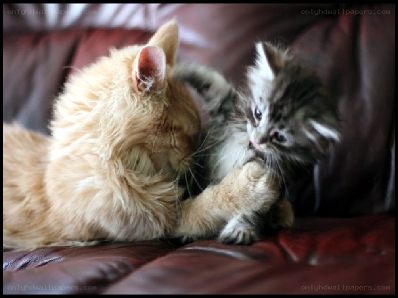 kittens playing on a couch