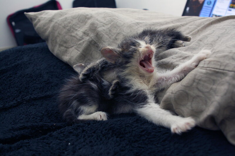 Kittens Playing on Bed