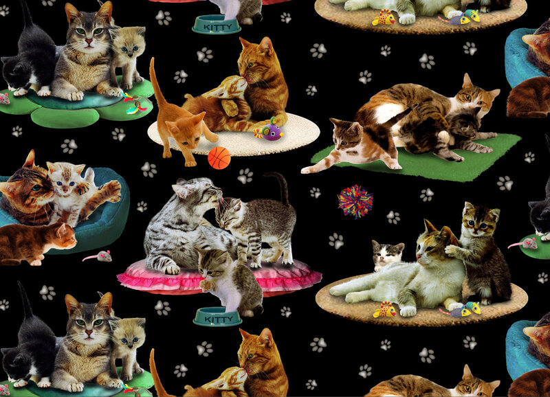 kittens playing on black background